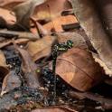 Eusynthemis nigra female-2450